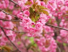 世俱杯时间-哈利伯顿破茧成蝶，老鹰展翅击退步行者