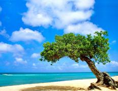 世俱杯改制-哨声未响，传奇已立—欧冠决赛夜的隐形巨人武切维奇