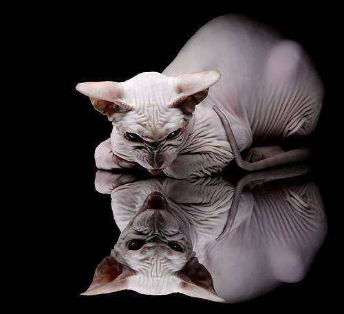 世俱杯改制-猛龙撕碎魔术网，哈登冲破压力枷锁