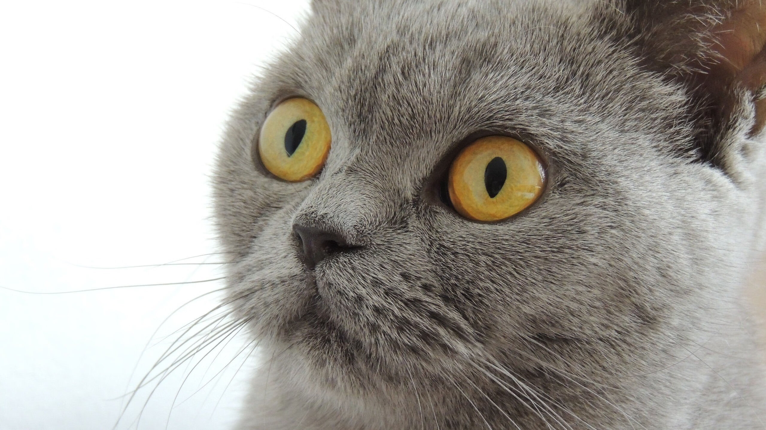 世俱杯时间-绿茵核爆，努涅斯以一己之力改写伊拉克与爱尔兰的战争剧本