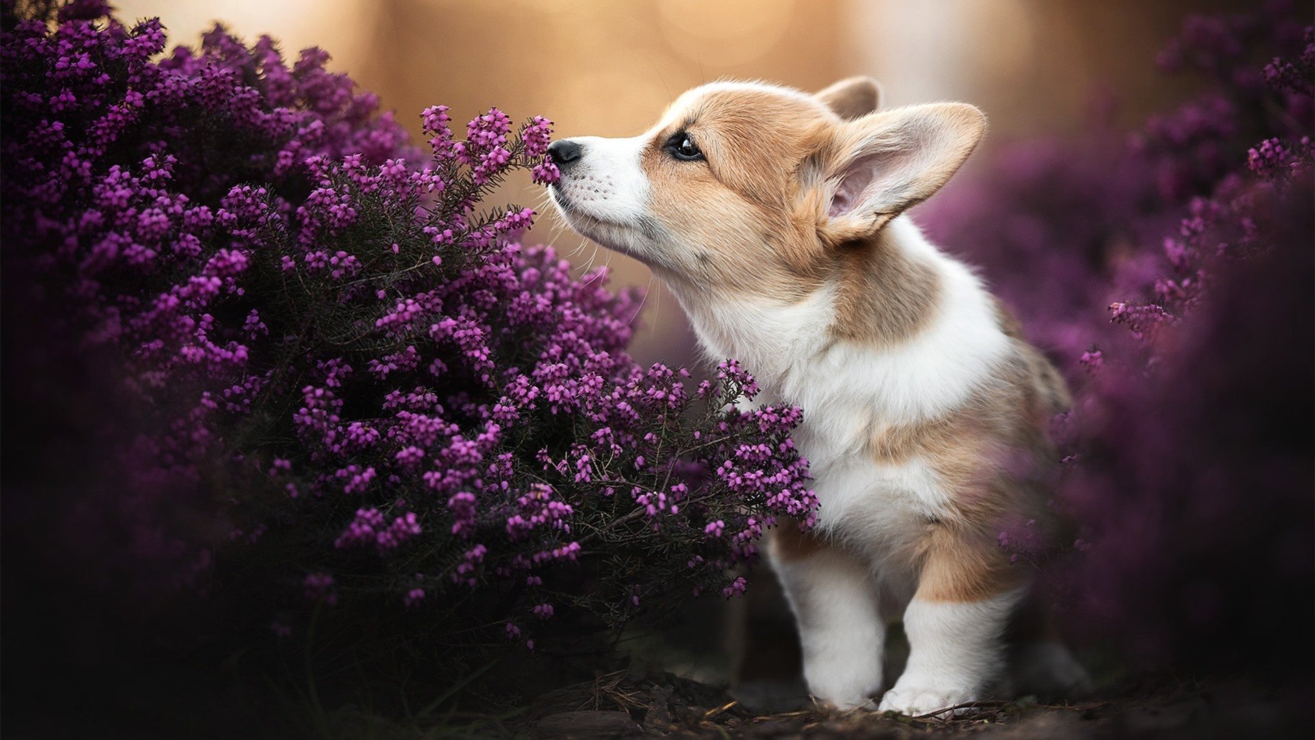 世俱杯分组-烽火伊斯坦布尔,巴西军团揭幕战硬仗破局