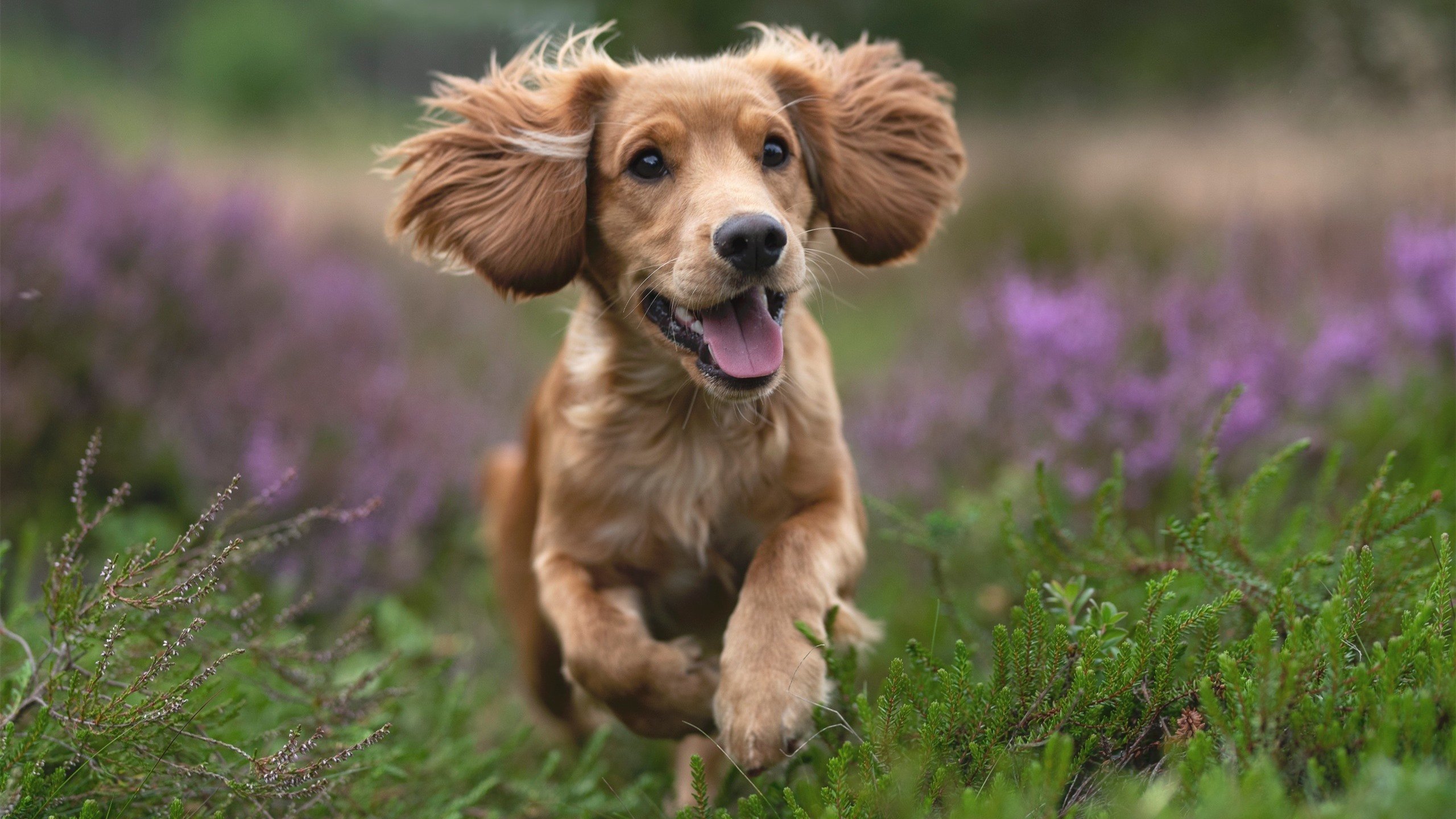 世俱杯直播-欧文斩获全场最高分，广厦战术压制辽宁