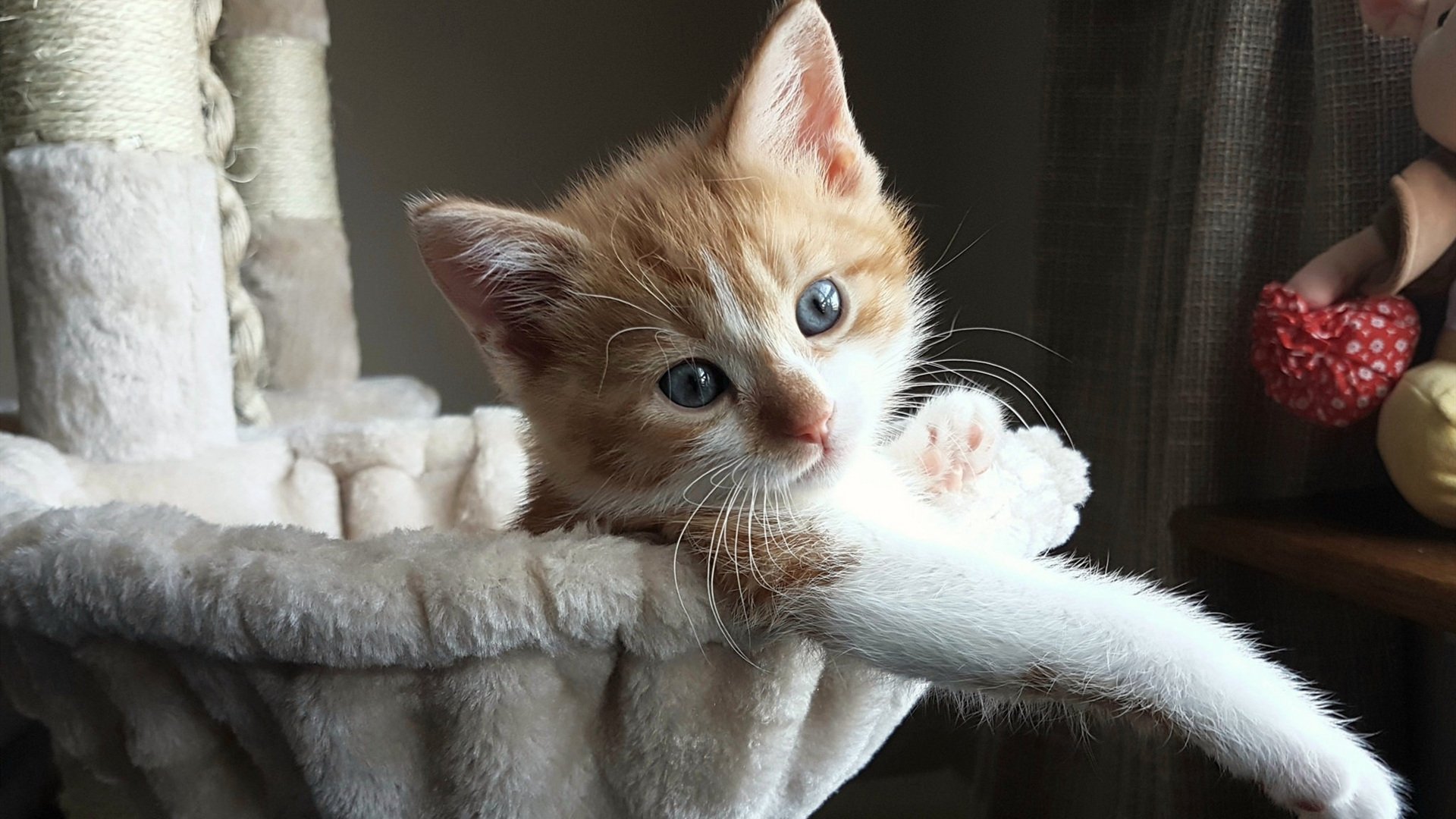 世俱杯2025-舞台为胆魄加冕，马克西的燃烧与辽宁的淬火