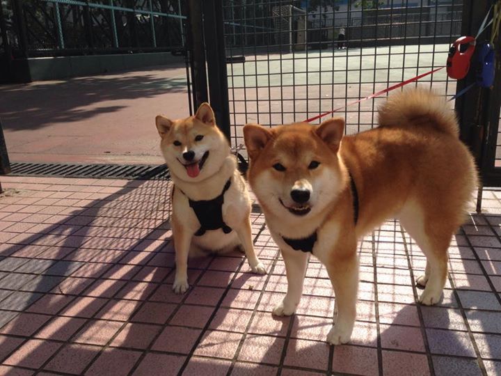 世俱杯分组-托尼全场最佳无争议，安哥拉队力克贝蒂斯展雄风